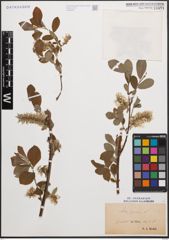 Foto von Salix cinerea L.